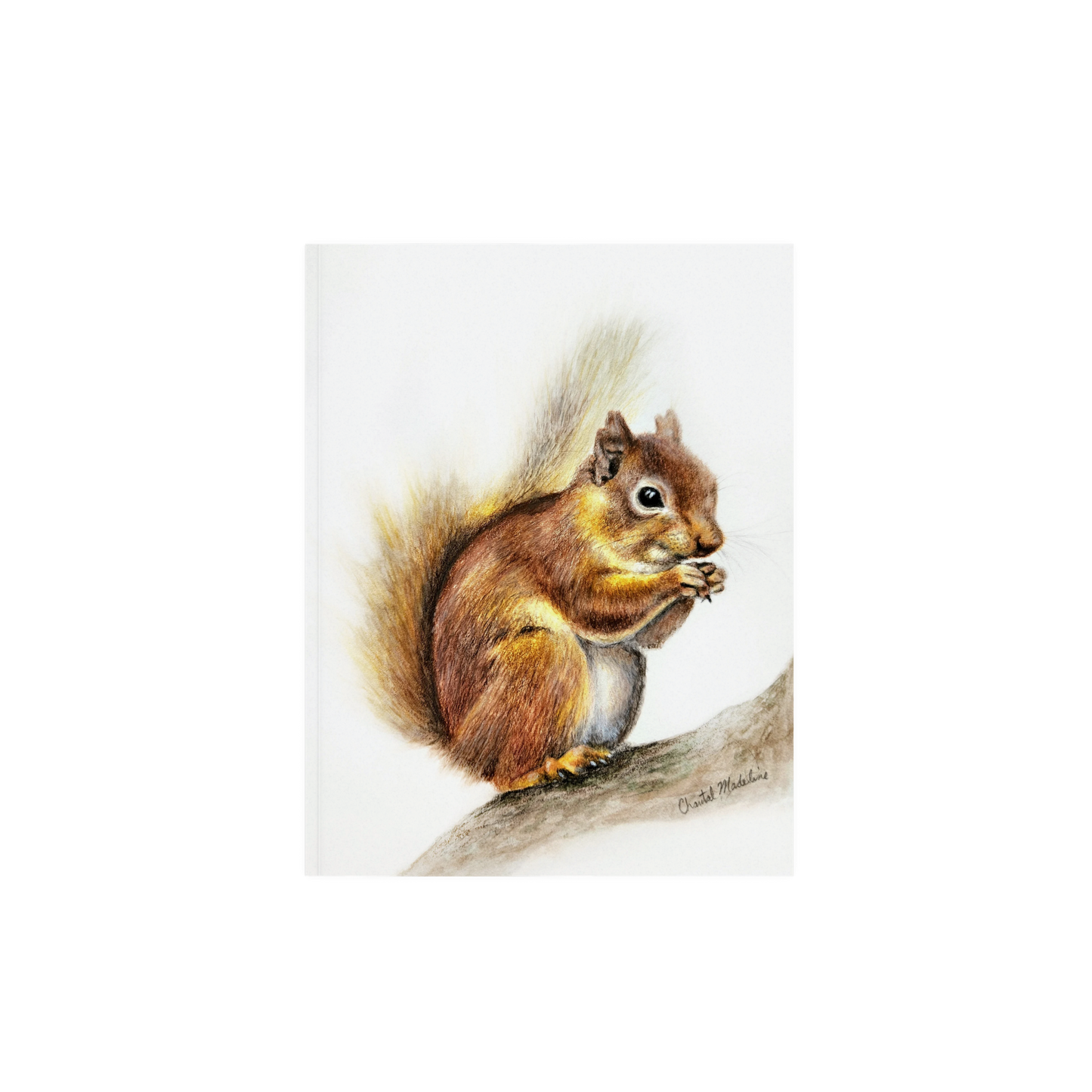 Woodland Squirrel art print, Wildlife art print, Giclee print on fine art paper