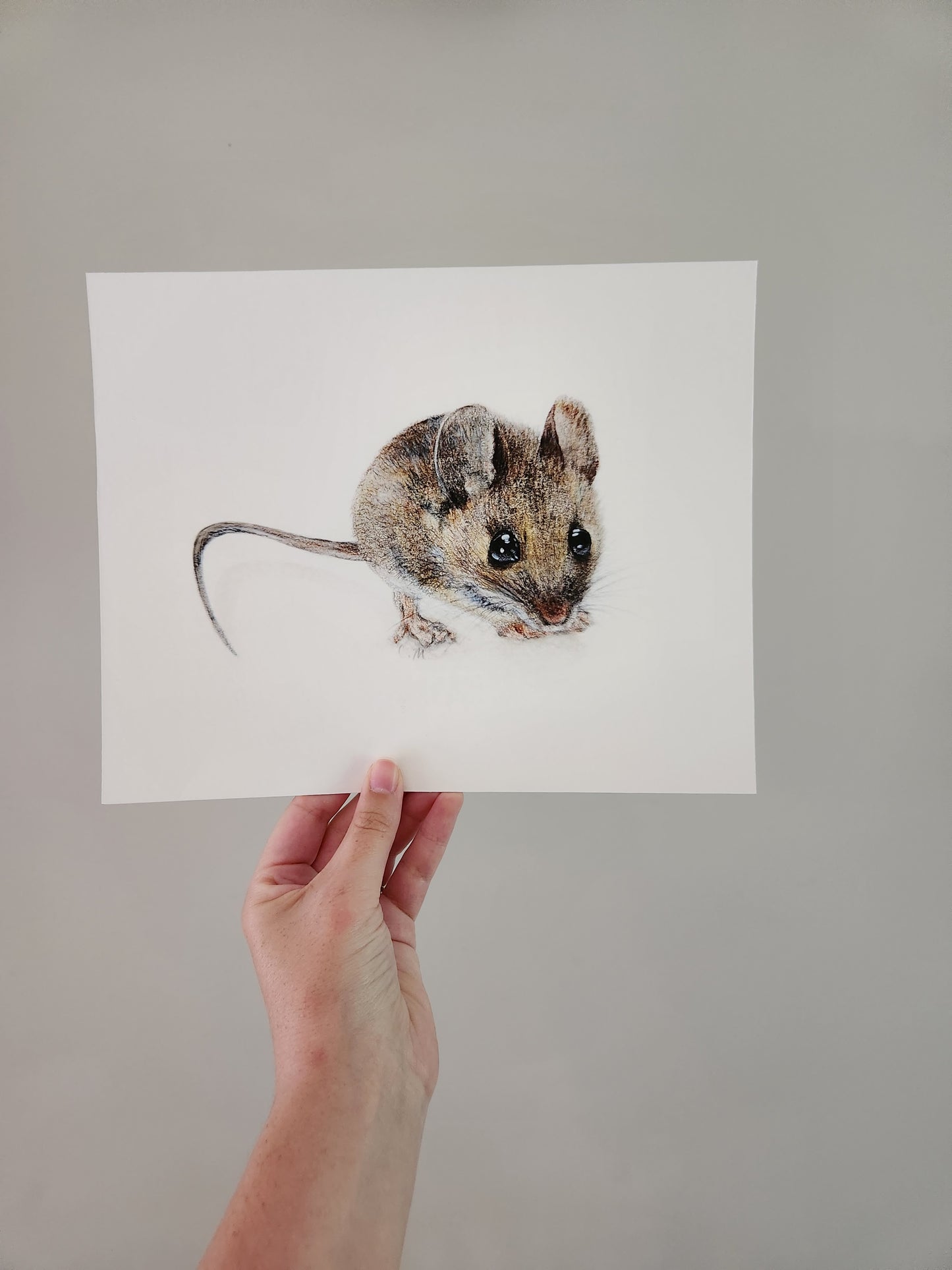 Woodland Mouse art print, Wildlife art print, Giclee print on fine art paper